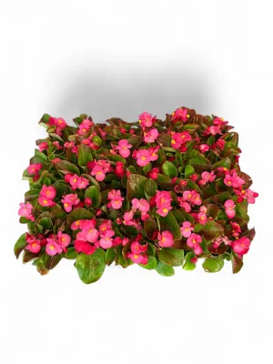 Begonia Green Leaf "Rose" Seedlings 30 Pack