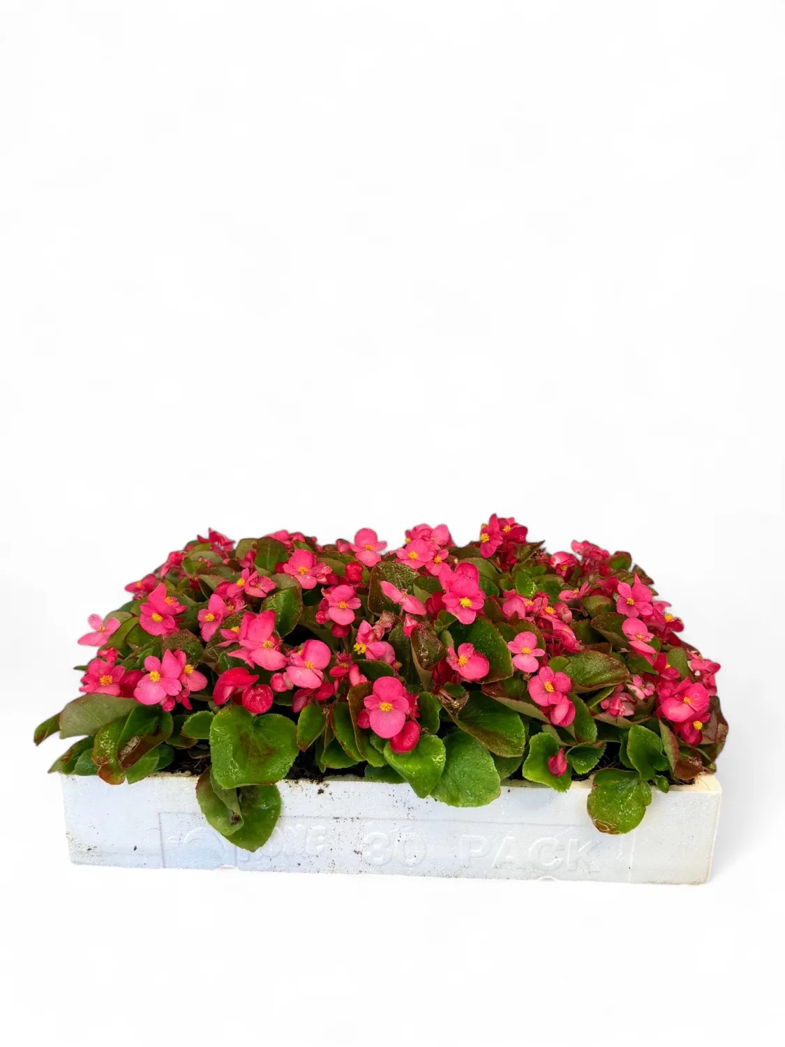 Begonia Green Leaf "Rose" Seedlings 30 Pack