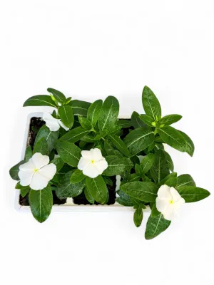 Vinca "White" Seedlings 6 Pack