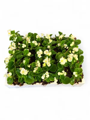 Begonia Green Leaf "White" Seedlings 30 Pack