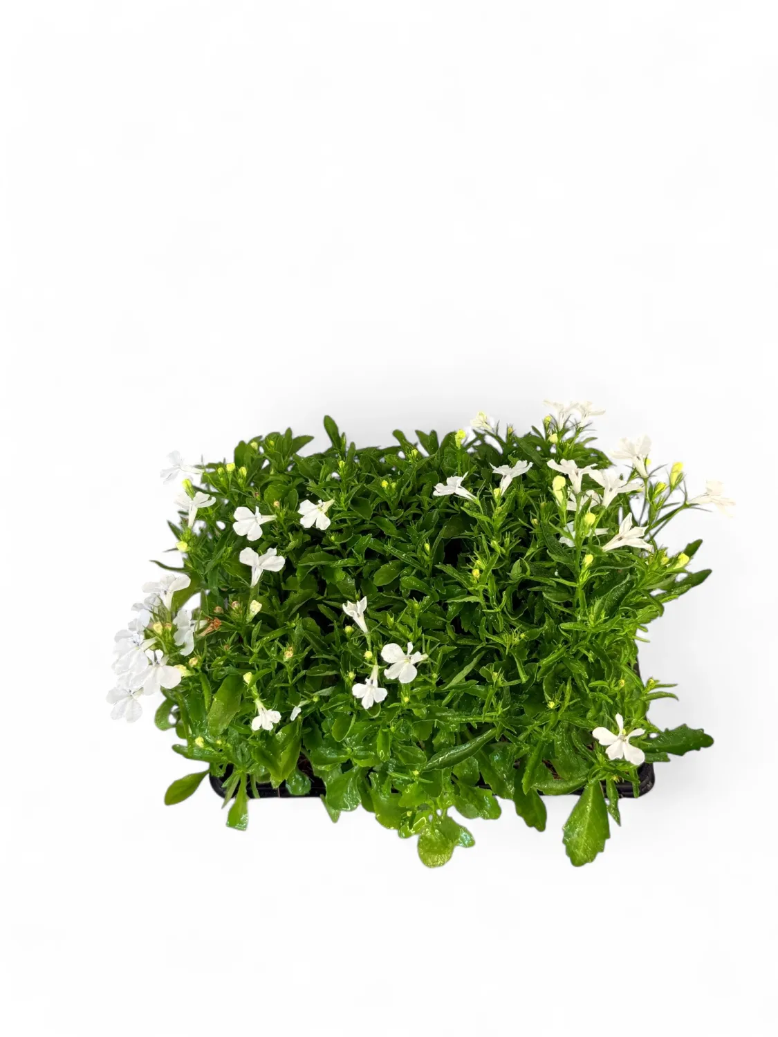 Lobelia "White" Seedlings 6 Pack