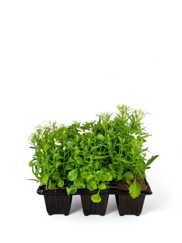 Lobelia "White" Seedlings 6 Pack