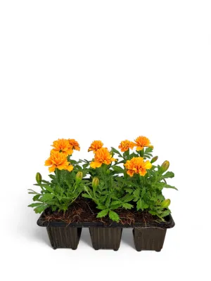Marigold "Deep Orange" Seedlings 6 Pack