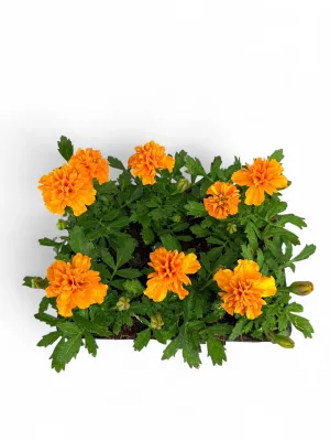 Marigold "Deep Orange" Seedlings 6 Pack