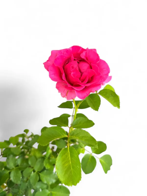 Rose "Bright Pink" Standard 5Liter