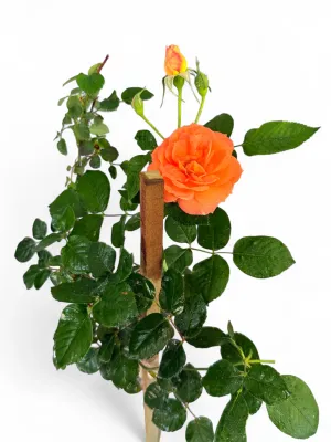 Rose Orange "My Estelle" Standard 4Liter