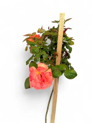 Rose "Hybrid" Standard 5Liter