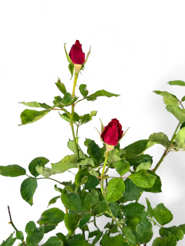 Rose "Red" Standard 5Liter