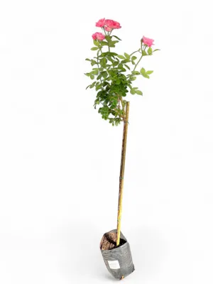 Rose Pink "Simplicity" Standard 5Liter