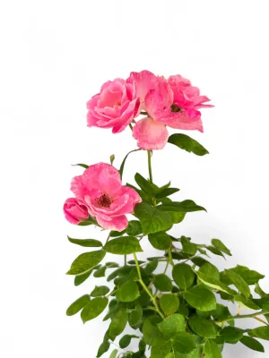 Rose Pink "Simplicity" Standard 90cm