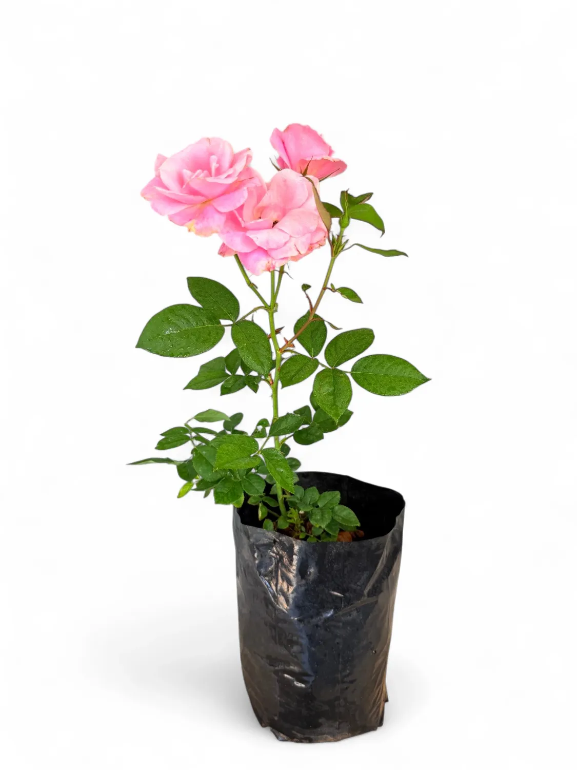 Rose Pink "Simplicity" Bush 4Liter