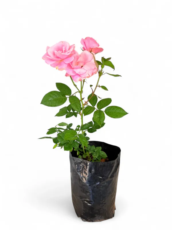 Rose Pink "Simplicity" Bush 4Liter