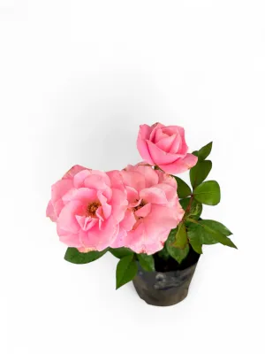 Rose Pink "Simplicity" Bush 4Liter
