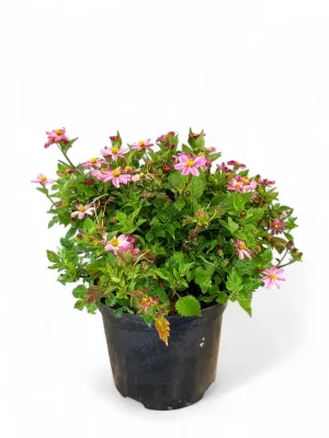 Bidens Ferulifolia "Pretty In Pink" 15cmPot