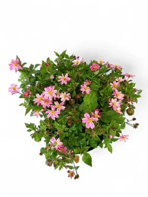 Bidens Ferulifolia "Pretty In Pink" 15cmPot