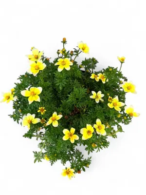 Bidens Ferulifolia "Spicy Electric White" 17cmPot