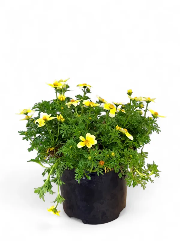 Bidens Ferulifolia "Spicy Electric White" 17cmPot
