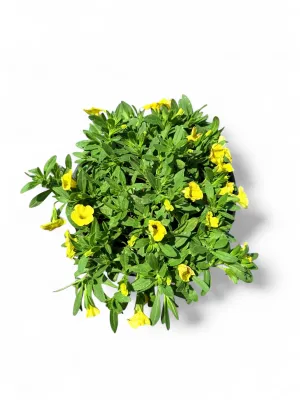 Calibrachoa Million Bells "Caberet Yellow" 15cmPot