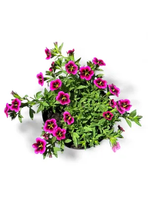 Calibrachoa Cabaret  "Goodnight Kiss" 15cmPot