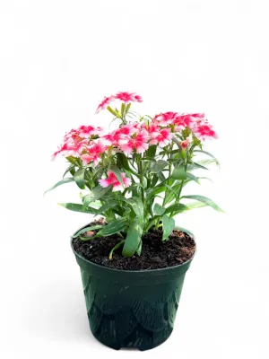 Dianthus Chinensis "Pink &amp; White" 15cmPot