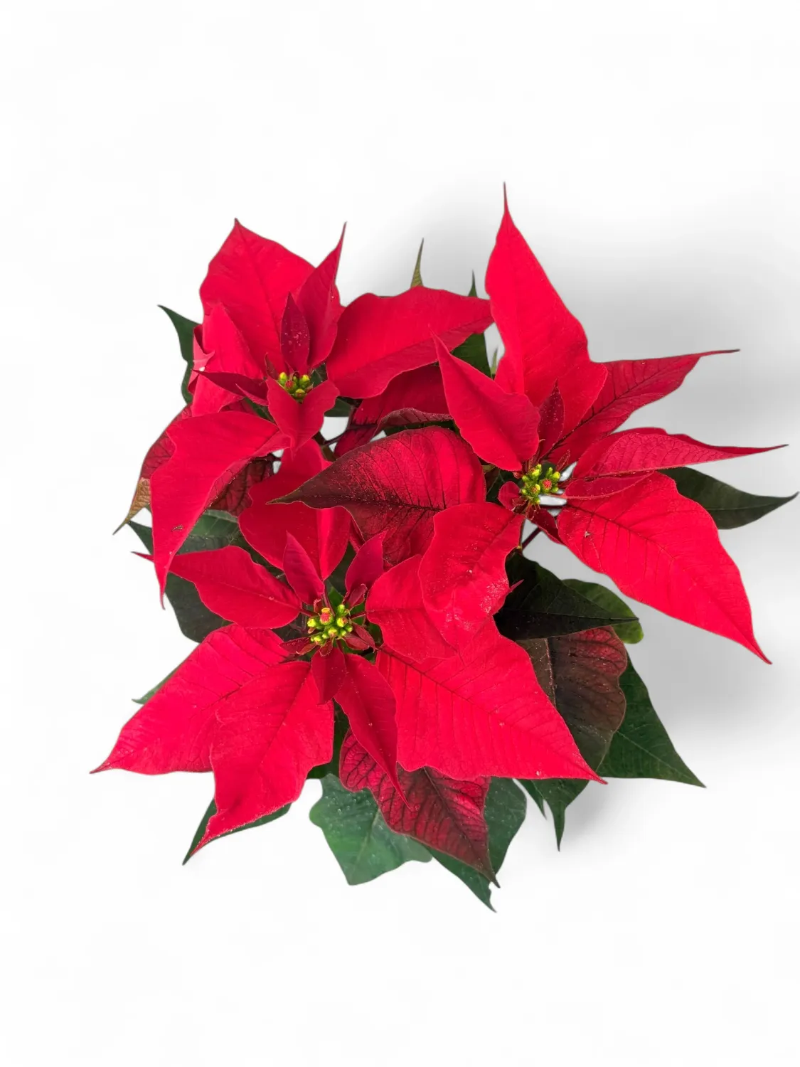 Euphorbia Pulcherrima Poinsettia "Christmas Star" 14cmPot