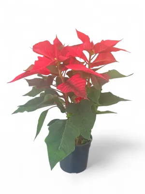 Euphorbia Pulcherrima Poinsettia "Christmas Star" 14cmPot