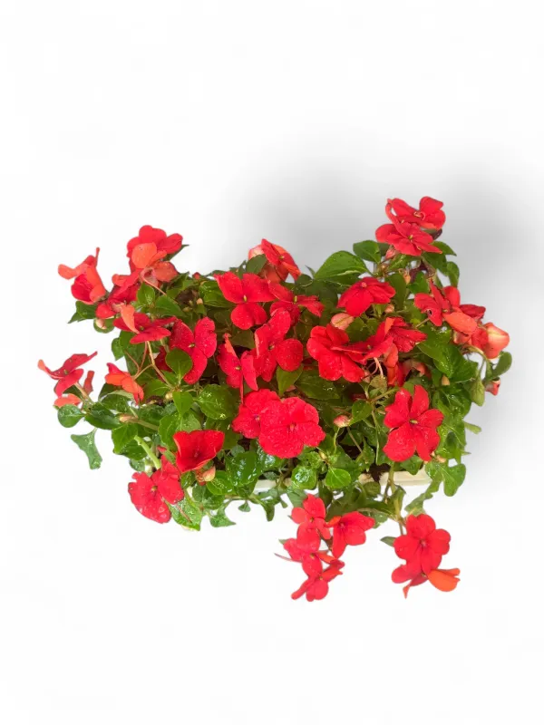 Impatiens "Bright Red" Seedlings 6 Pack