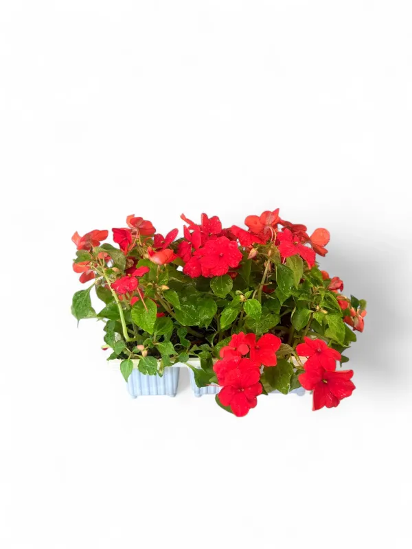 Impatiens "Bright Red" Seedlings 6 Pack