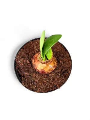Amaryllis Hippeastrum Hybrid "Blushing Bride" 15cmPot