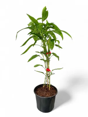 Solanum Muricatum "Pepino Melon" 17cmPot Solanum Muricatum "Pepino Melon" 17cmPot