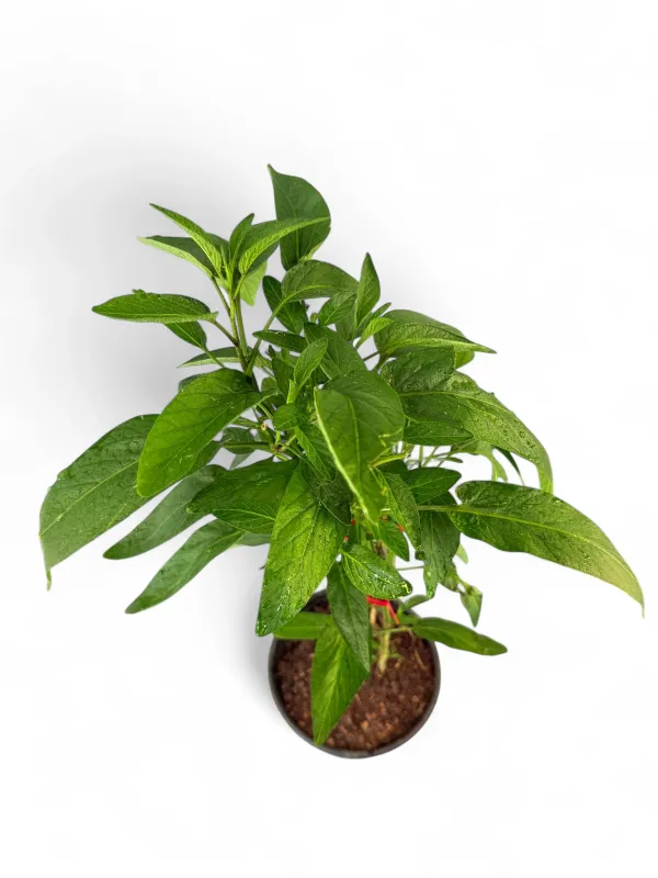 Solanum Muricatum "Pepino Melon" 17cmPot