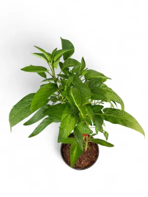 Solanum Muricatum "Pepino Melon" 17cmPot