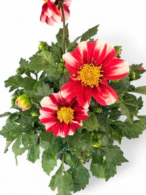Dahlia Dalaya "Red &amp; White" 15cmPot