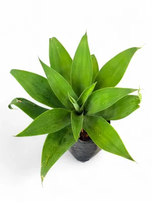 Agave Attenuata 10 Liter