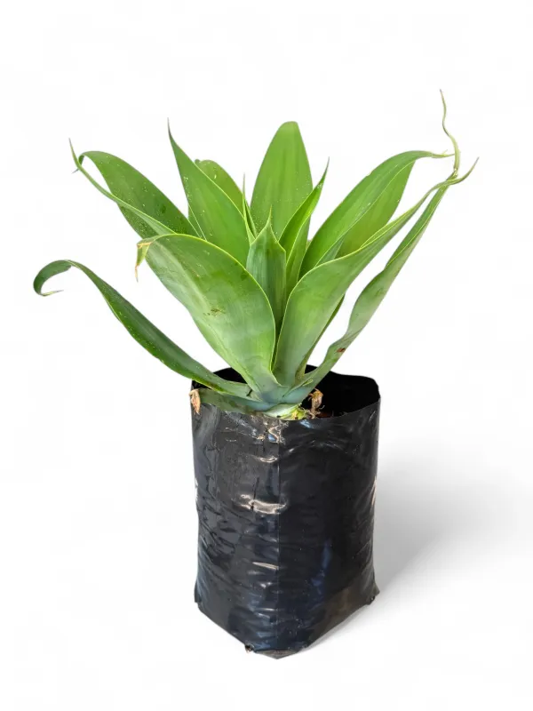 Agave Attenuata 10 Liter