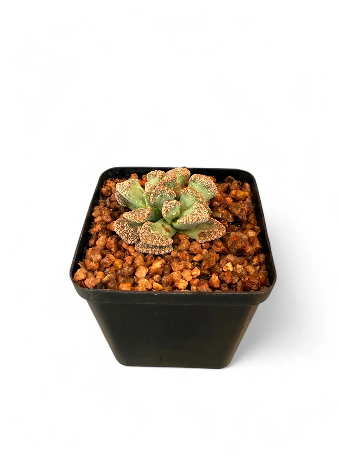 Titanopsis Calcarea "Concrete Leaf" 8cmPot