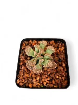 Titanopsis Calcarea "Concrete Leaf" 8cmPot