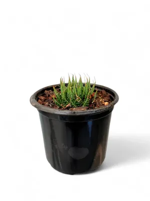 Aristaloe Aristata Aloe "Cosmo Lace Aloe" 12cmPot