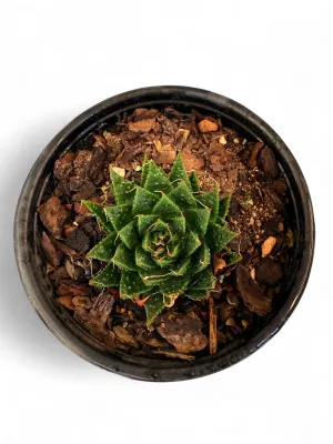 Aristaloe Aristata Aloe "Cosmo Lace Aloe" 12cmPot