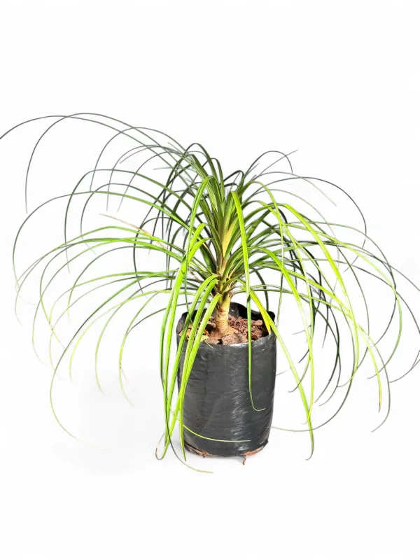 Beaucarnea Recurvata "Ponytail Palm" 20Liters