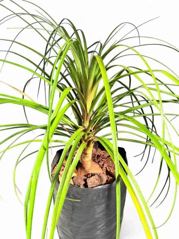 Beaucarnea Recurvata "Ponytail Palm" 20Liters