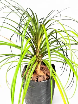 Beaucarnea Recurvata "Ponytail Palm" 20Liters