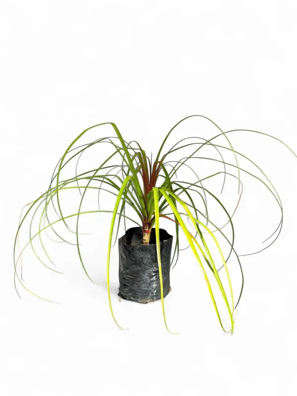 Beaucarnea Recurvata "Ponytail Palm" 5Liters