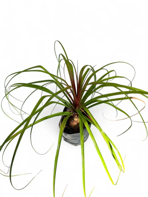 Beaucarnea Recurvata "Ponytail Palm" 5Liters