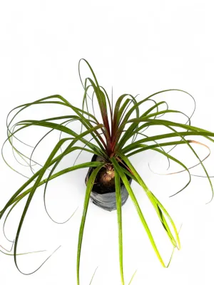 Beaucarnea Recurvata "Ponytail Palm" 5Liters