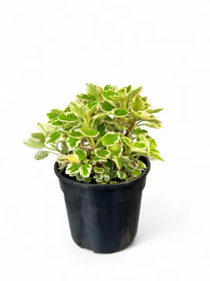 Plectranthus Madagascariensis Variegated "Madagascar Spurflower" 15cmPot