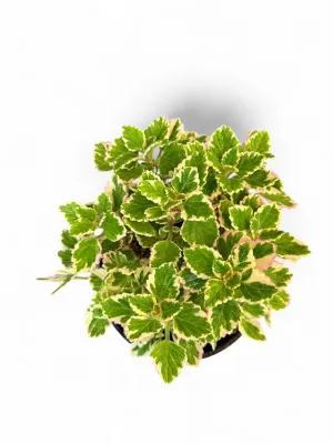 Plectranthus Madagascariensis Variegated "Madagascar Spurflower" 15cmPot