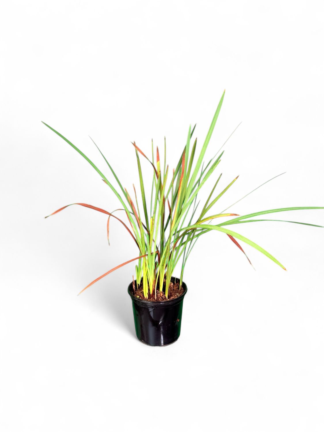 Watsonia Pilansii "Bugle Lily" 2.5Liter Pot