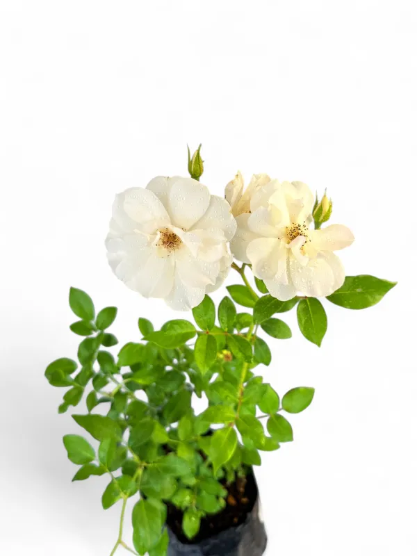 Rose White "Iceberg" Bush 4Liter