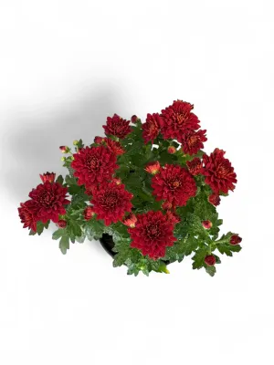 Chrysanthemum "Chrystal Red" 14cmPot